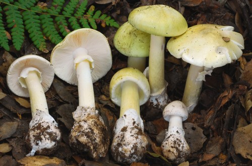 Deathcap