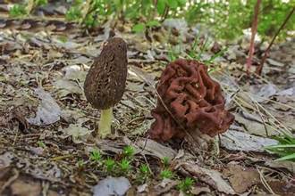 False Morel