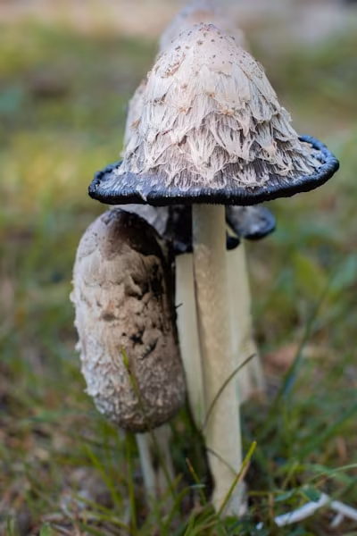 Inkcap